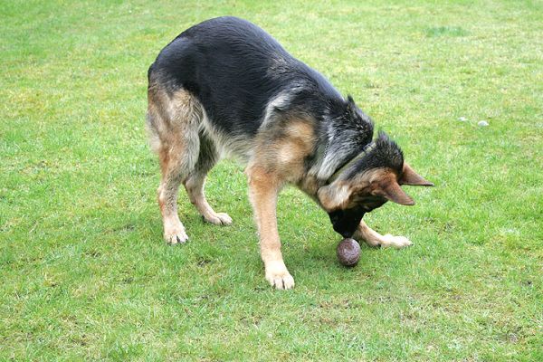 Paulo Sniffs the Easter Egg
At first, he was confused by the strange nature of what he thought was a ball.  How do I play catch with this?  March 27 2005
Schlüsselwörter: Paulo German Shepherd Easter egg Lucies Farm dog