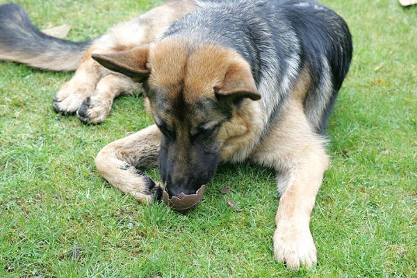 Paulo Figures Out The Easter Egg
It took Paulo about 30 seconds to figure out why this "ball" felt strange, and started to crumble in his mouth.  Mmmm.  March 27 2005
Schlüsselwörter: Paulo German shepherd Easter egg dog Lucies Farm