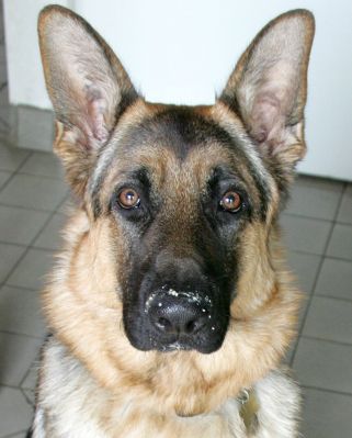 Paulo after Breakfast
Is that a bit of scrambled egg on your nose, Paulo?
Słowa kluczowe: scrambled egg Paulo German shepherd dog breakfast