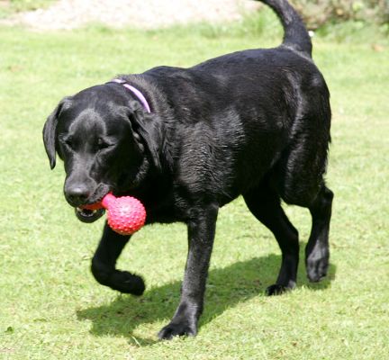 Ellie
Bringing back the red barbell toy.
Palabras clave: Ellie black Labrador dog red toy Lucies Farm dog kennel dog hotel dog boarding