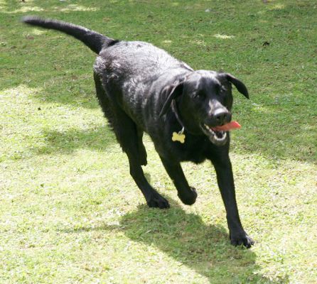 Ellie
Chasing the ball.
Palabras Clave: Ellie black Labrador dog Lucies Farm dog kennel dog hotel dog boarding