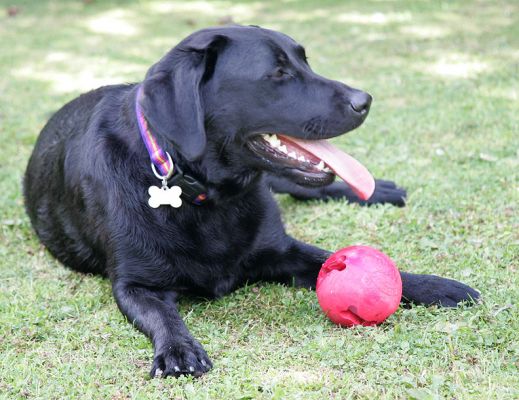 Ellie Relaxing in the Shade
Ключові слова: Ellie black Labrador dog relaxing red ball shade Lucies Farm dog kennel dog hotel dog boarding