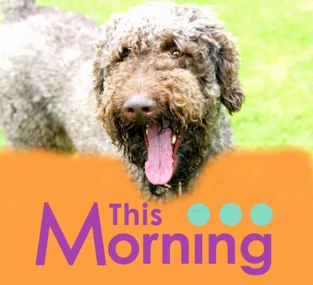 Elvis on the "This Morning" Pooch Party Cake
Keywords: Elvis This Morning ITV Pooch Party dog birthday cake Lucies Farm