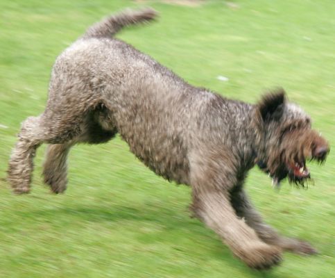 Elvis Playing
Elvis was a big blur as he played with Vic on the front lawn.
Keywords: Elvis French poodle dog kennel dog boarding dog blur Vic