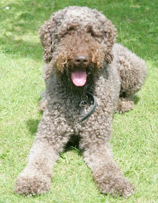 Elvis Looking Quite Pleased With Himself
It was a warm, sunny English summer day.  After his walk, Barbara and Vic had Elvis out on the lawn to play ball, or see if he wanted to play with the sprinkler/hose.  But Elvis really wanted to play-wrestle with Vic.
Schlüsselwörter: Vic Elvis French Poodle lawn dog hotel Lucies Farm dog boarding dog kennel