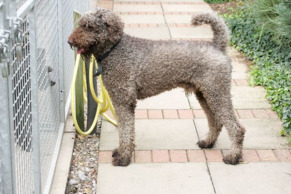 Elvis Checking Out The Neighbours
Is Elvis' turn to run around the garden, but he was more interested in seeing the other doggie guests.
Schlüsselwörter: Elvis French Poodle garden dog guests dog hotel dog boarding Lucies Farm
