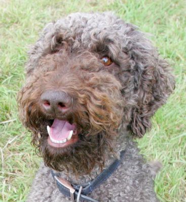 Elvis
Słowa kluczowe: Elvis French Poodle happy dog dog kennel dog boarding Lucies Farm
