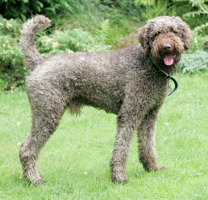 Elvis
Elvis in the garden, ready to play ball.
Keywords: Elvis French Poodle dog hotel garden dog boarding Lucies Farm dog kennel