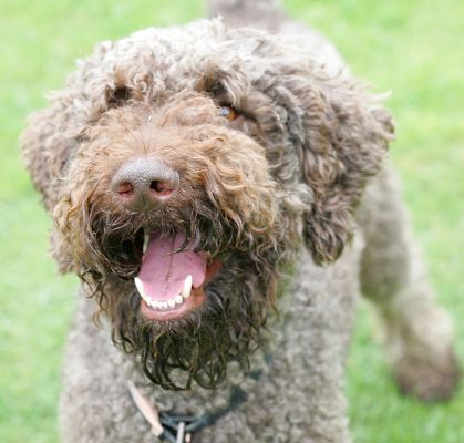 Elvis
Elvis in his usual pose --- [b]happy![/b]  He takes delight in everything.
Palabras clave: Elvis French Poodle happy dog dog kennel dog boarding Lucies Farm