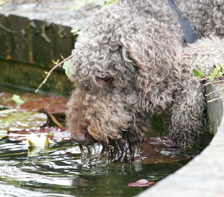 Elvis Enjoying His Pond Water Drink
Słowa kluczowe: Elvis pond water French poodle dog hotel dog boarding dog kennel