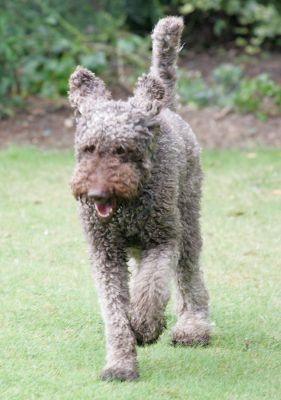 Running Elvis
Palabras clave: Elvis French Poodle running dog hotel dog kennel dog boarding Lucies Farm