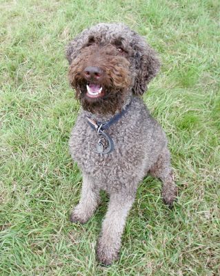 Elvis
Palabras Clave: Elvis French Poodle dog hotel dog boarding Lucies Farm dog kennel