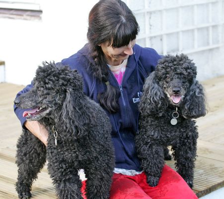 Bali & India preferring human company to running and playing
Palabras clave: Bali India Miniature Poodle