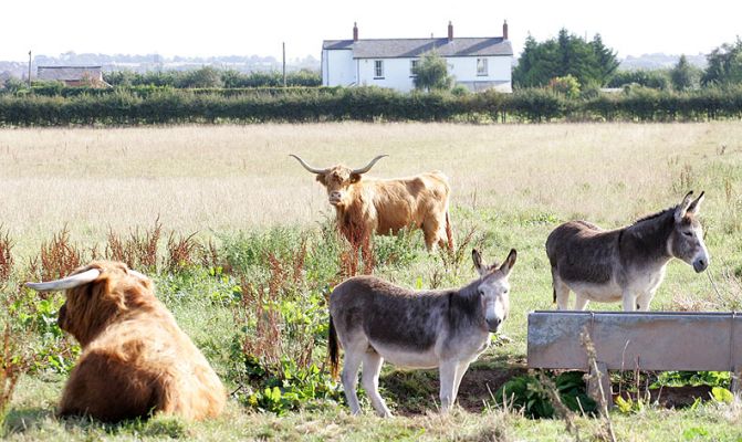 Rannoch, Kirsty 1st of the Kiln, and The Donkeys
Enjoying an early autumn sunny morning at Birchfields 2.
Mots-clés: Kirsty 1st of the Kiln Lord Rannoch of Lucies Highland cattle donkeys
