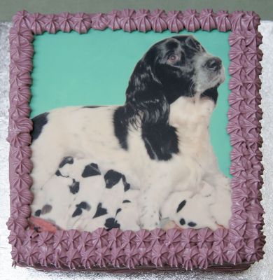 First Birthday Cake
Anahtar kelimeler: first birthday 1st birthday dog birthday cake doggie birthday cake Lucies Farm