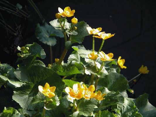 Spring Morning on the Whitecroft "Canal"
Up early in the morning (unusual for me) to check on the newly arrived Bronze turkeys.  I spotted these yellow flowers on the banks of the small Whitecroft "canal."  It's spring.
Ključne besede: yellow flower, canal, spring, Whitecroft, flower