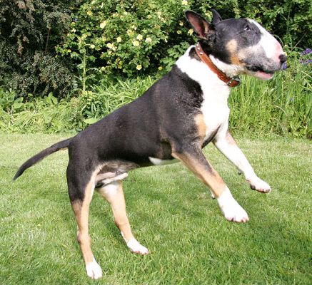 Flying Tapa
Tapa is in mid-air as he jumps up to get ready for the garden nozzle.
Palabras clave: Tapa flying bull terrier garden hose nozzle water dog