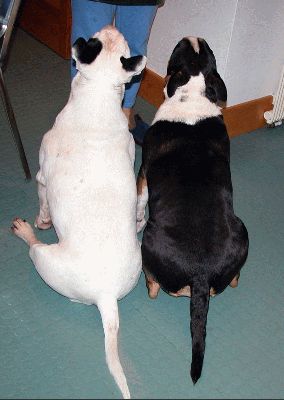 Kiko & Tapa in their Favorite Position
....begging for food....!
Keywords: Kiko Tapa bull terrier