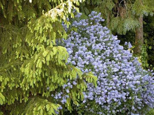 Green and Blue
When I was a kid, I had a typewriter ribbon that was blue and green (or maybe it was purple and green) --- rather than black and red.  These two plants in our garden remind me of that old typewriter.
Avainsanat: Whitecroft blue green garden plants typewriter