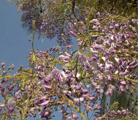 Wisteria - Whitecroft
I've always been disappointed by our Wisteria vine.  It seems to bloom late (if at all) and then it's not very nice.  I think we made the mistake of putting it on a north-facing wall.  This year, 2004, the flowers were the best I've seen.  But still not as good as others I've seen.  Perhaps 2005?
Keywords: wisteria Whitecroft