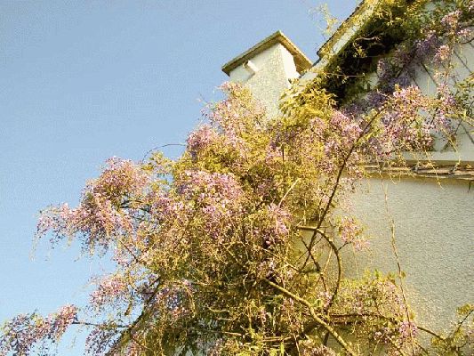Wisteria Vine - Whitecroft
Keywords: Wisteria vine Whitecroft