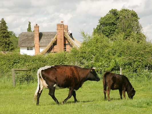 Betty (Gloucester) and Friend
Betty, our Gloucester cow, is hopefully a week or two away from having her first calf.  Here she is with one of our Aberdeen Angus heiffers.  Note the roof thatching in the background.  Rural England on an early summer afternoon.
Anahtar kelimeler: England rural Gloucester cow Aberdeen Angus heifer Lucies Farm thatching thatch roof