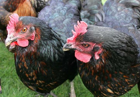 Black Rock Chickens
Chickens always remind me of little old ladies.  Here two Black Rocks are having a nice gossip.
Keywords: Black Rock chickens gossip Lucies Farm old ladies