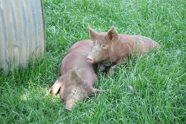 Tamworth Boars in the Grass
These two little fellas have just been weaned from their mother.  She's soon forgotten as they play in the tall grass.
Keywords: Tamworth pigs weaned grass Lucies Farm pork