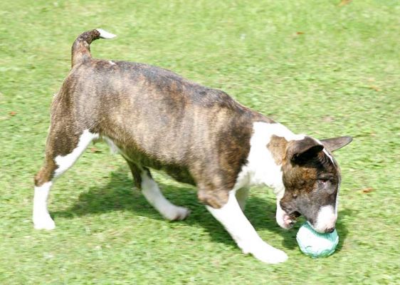 Gucci Playing Ball
She likes to push the ball with her nose, a bit cat-like. But she was picking them up and playing fetch today --- if only for a little while.
Schlüsselwörter: Gucci minature English bull terrier ball fetch Lucies Farm dog hotel dog kennel