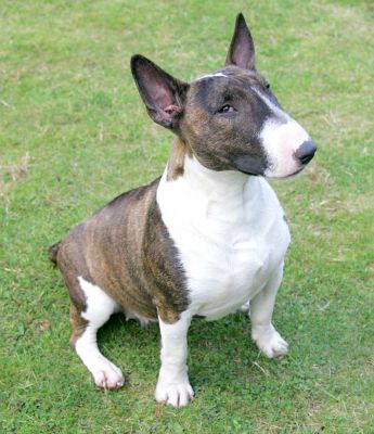 Gucci Posing
Actually, it's Gucci looking at the cookie that Marjorie is holding just to my right . . .   (Don't worry, she got the cookie --- several of them.)
Keywords: Gucci minature Bull terrier cookie dog hotel dog kennel Lucies Farm dog boarding