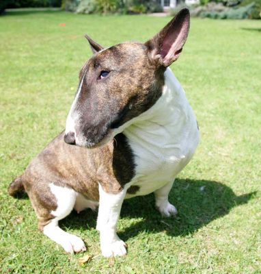 Gucci Looking Sideways
She was a good girl, sitting for a cookie and to pose for the camera.  But after a few moments, she'd had enough --- and was ready to play some more.
Palabras clave: Gucci minature bull terrier Lucies Farm dog resort dog hotel dog kennel dog boarding