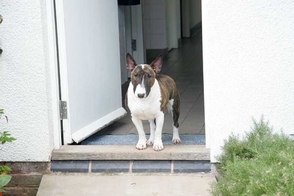 Gucci At The Door to the Dog Resort
After playing fetch, posing for photos, having cookies, and getting lots of cuddles -- Gucci had enough, and was readyu to return to her suite.  She led the way, and then turned around to be sure we were following.
Anahtar kelimeler: Gucci suite minature English bull terrier dog resort dog hotel Lucies Farm
