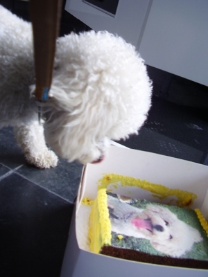 Harry Checking Out His Cake
Keywords: Harry dog birthday cake