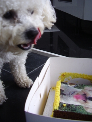 Harry Licking His Chops
Happy Birthday Harry!
Palabras clave: Harry tounge lick dog birthday cake