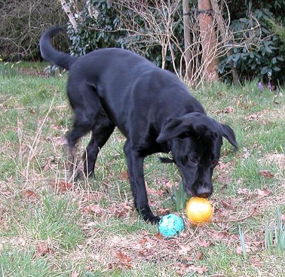 Harvey - One dog, two balls?
Ключові слова: Harvey, Labrador, dog, balls, playing ball, Lucies Farm