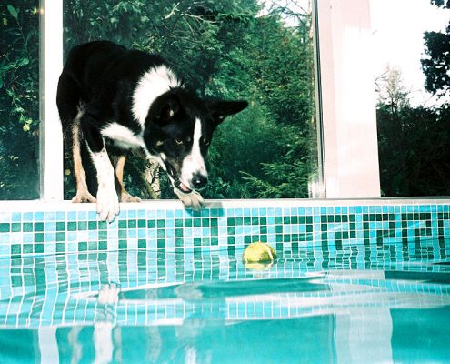 Harvey Contemplating His Tennis Ball
Harvey thinking about jumping in the water to fetch his tennis ball.
Palabras Clave: Harvey border collie tennis ball canine swimming dog hotel dog resort Lucies Farm