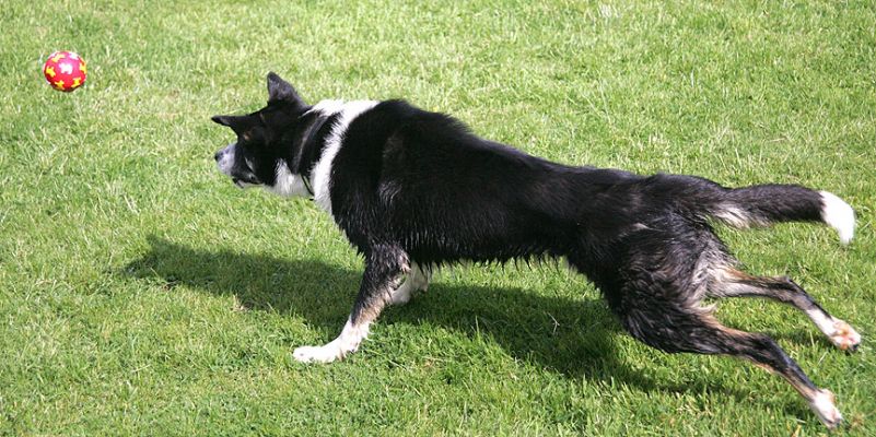 Harvey Catching The Ball
Keywords: Harvey Border Collie catch ball dog hotel dog resort dog kennel Lucies Farm