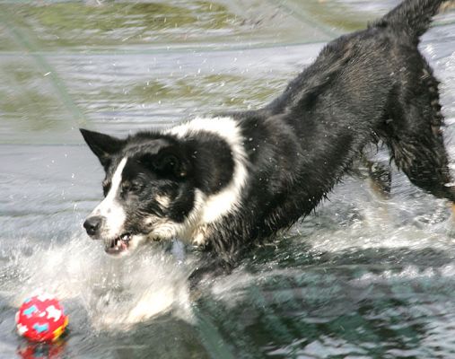 Harvey into the Pool
Ключові слова: border collie Harvey dog hotel dog resort