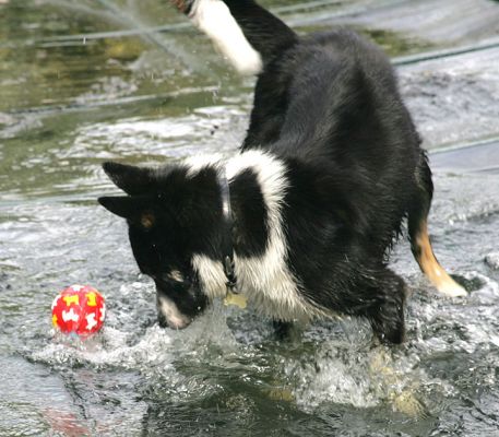 Harvey
Ключові слова: Harvey border collie water dog hotel Lucies Farm