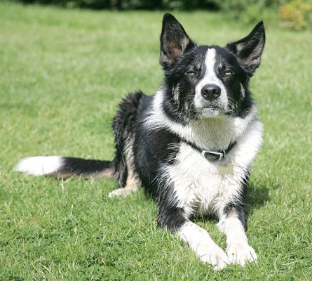 Harvey
Palabras clave: Harvey Border Collie Lucies Farm dog resort dog boarding dog kennel