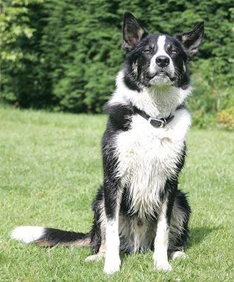 Harvey
I guess we should have taken this before he decided to play in the pool...
Keywords: Harvey border collie dog kennel dog boarding