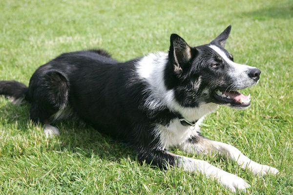 Harvey -- Waiting for The Ball
Ключові слова: Harvey border collie Lucies Farm dog hotel dog boarding dog kennel