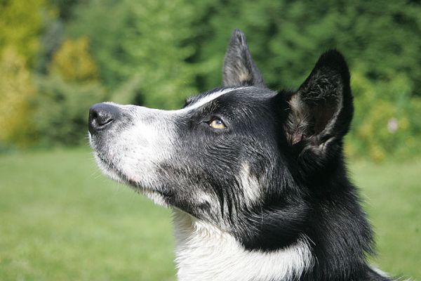 Harvey in Profile
Mots-clés: Harvey border collie dog boarding dog hotel Lucies Farm