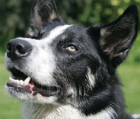 Harvey
Palabras clave: Harvey border collie Lucies Farm dog kennel dog boarding dog resort