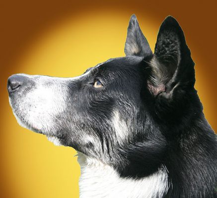 Harvey's Profile
Anahtar kelimeler: Harvey border collie dog resort Lucies Farm dog hotel