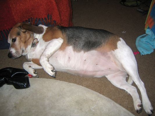 Hattie Having a Nap
We were sent this photo of Hattie prior to her arrival at Lucies Farm.
Ključne besede: Hattie Beagle overweight