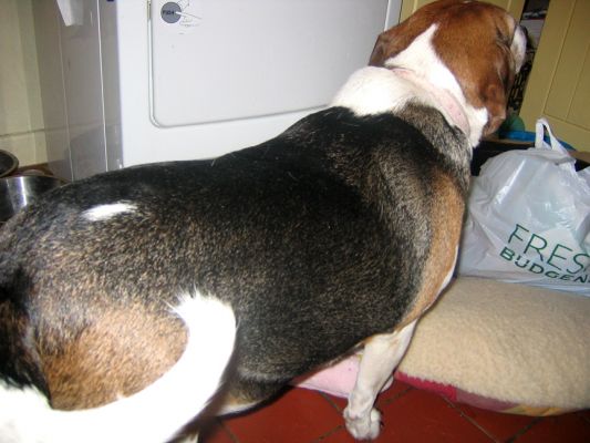 Hattie
Another pre-arrival photo of Hattie.
Anahtar kelimeler: Hattie Beagle overweight