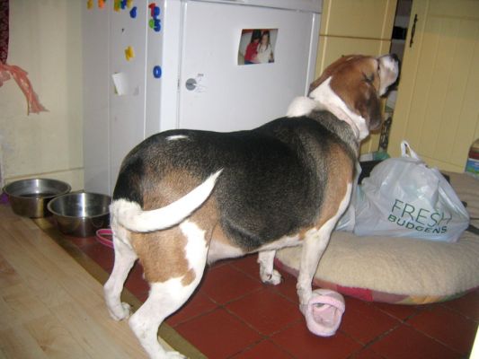 Hattie
We were sent this photo of Hattie prior to her arrival at Lucies Farm.
Ključne besede: Hattie Beagle overweight
