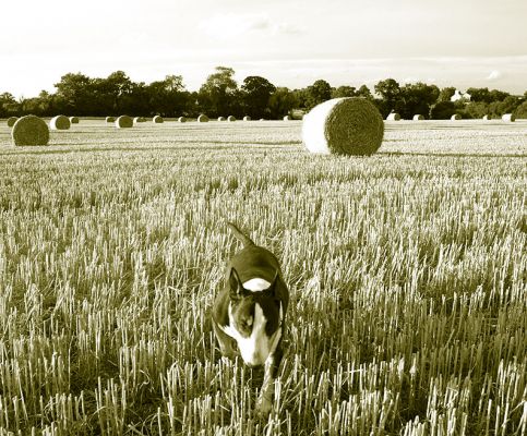 Tapa and the Hay
A summer afternoon.  We went to look at the neighbor farmer's hay.  Tapa loved the experience of walking in the funny grass.
Keywords: Tapa bull terrier hay summer