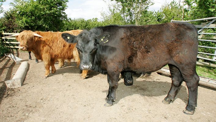 Highland and Aberdeen Angus Cattle
We are gradually moving from the pedigree Highland cattle (long-haired, horns -- on left) to pedigree Aberdeen Angus cattle (black -- on right).  Both produce delicious beef:  the Aberdeen Angus matures earlier.
Keywords: Aberdeen Angus Highland cattle Kobe beef Scottish breeds Lucies Farm